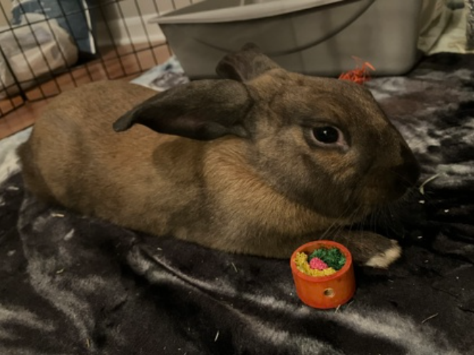 Peter Cottontail